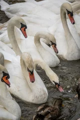 Papier Peint photo Lavable Cygne Flock of swans