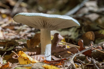 Mushroom Russula aeruginea