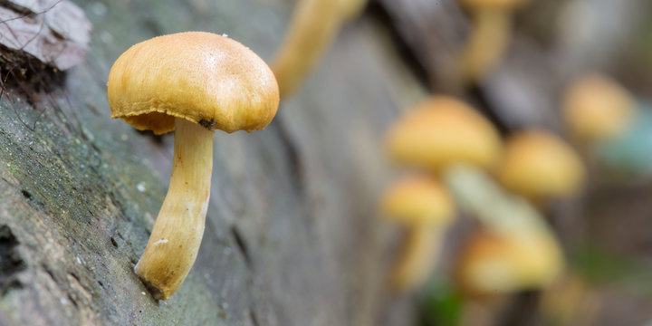 Detail small poisonous mushrooms on the tree trunk