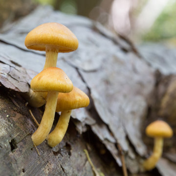 Detail small poisonous mushrooms on the tree trunk