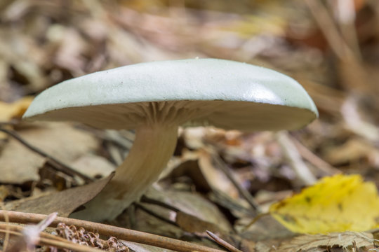 Mushroom Russula aeruginea