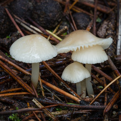 A group of small poisonous mushrooms 