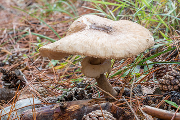 Parasol mushroom in a forest, Macrolepiota procera.