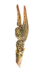 Claw crayfish