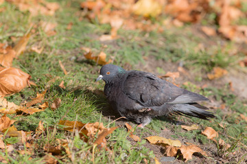 gray pigeon on the grass