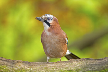 Eurasian Jay