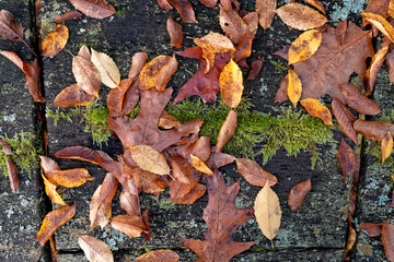 Herbstlaub - Stillleben