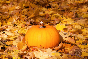 Naklejka na ściany i meble Autumn composition with pumpkin