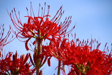 彼岸花