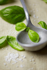 fresh basil