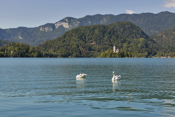 Pair of swans on the Lake Bled in Slovenia