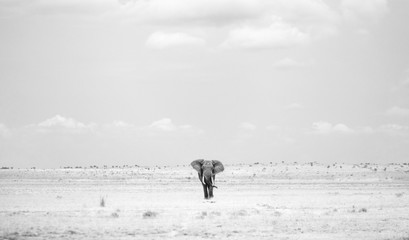 African Elephant - Amboseli National Park - Kenya
