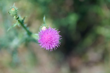 thistle flower