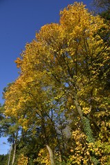 Naklejka premium Feuillage dorée des arbres en automne dans la région de la Hulpe