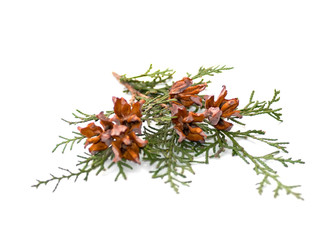 Obraz premium green arborvitae branch with open cones on a white background