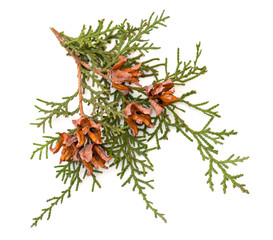 green arborvitae branch with open cones on a white background