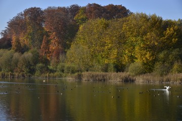 La nature sauvage à l'étang du Gris Moulin à la Hulpe