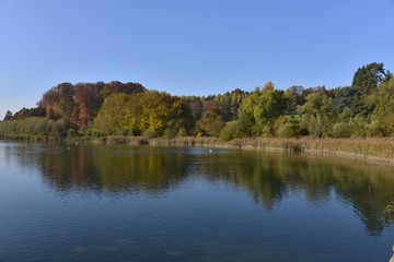 Fototapeta na wymiar L'étang du Gris Moulin et sa végétation sauvage en automne