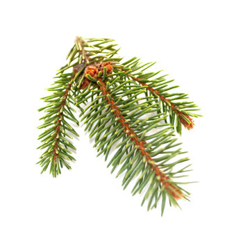 spruce branch isolated