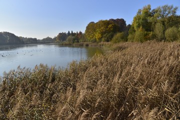 La végétation sauvage en automne à l'étang du Gris Moulin de la Hulpe
