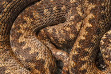 Adder 3 