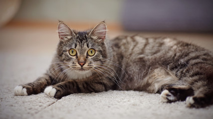 Naklejka na ściany i meble The striped domestic cat with yellow eyes