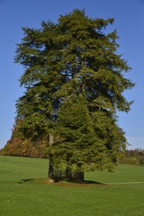 Spécimen à trois troncs au parc Solvay de la Hulpe