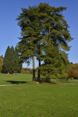 Fototapeta na wymiar Les trois arbres aux branches entremêlées et plus loin les séquoias géants au parc Solvay de la Hulpe