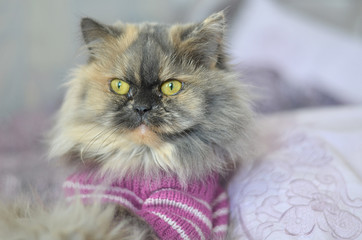 Персидская кошка в сиреневой кофте.