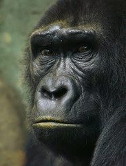 Obraz premium Pensive sad gorilla