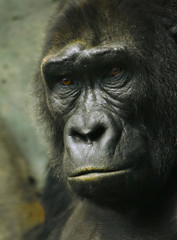 Obraz premium Pensive sad gorilla