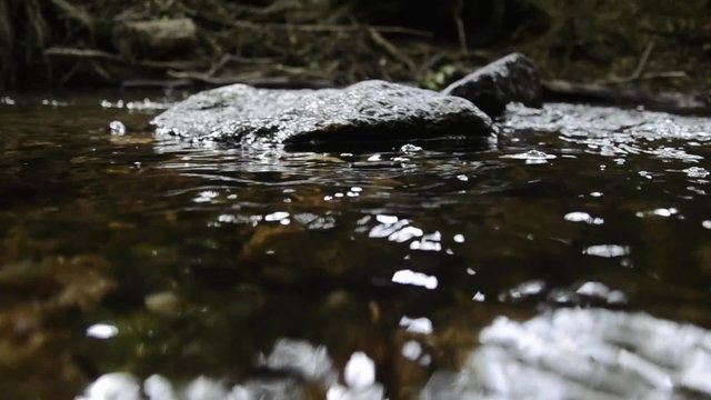Macro stream, Creek in the forest
