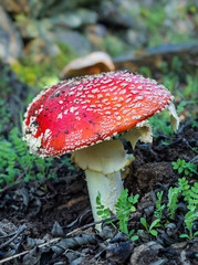Amanita muscaria