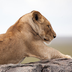 Lioness laying on the rock, Serengeti NP, Tanzania, Africa 