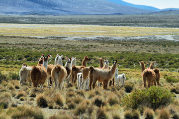 Flock of lamas in volcano isluga national park