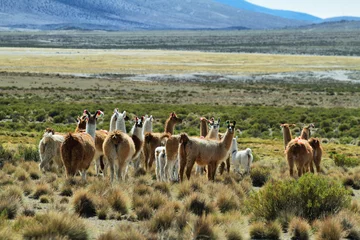 Garden poster Lama Flock of lamas in volcano isluga national park