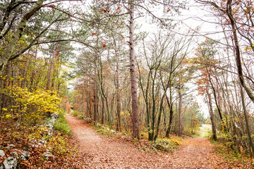 autumnal landscape with path in the forest 