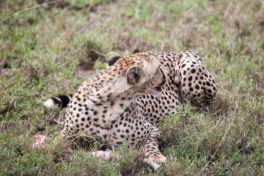 Cheetah watching back to guard its kill in Serengeti National park, Tanzania, Africa