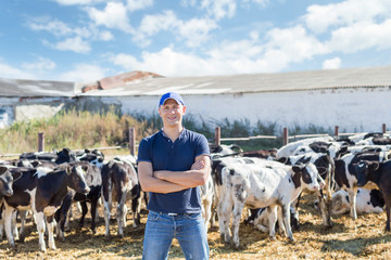 Farmer is working on farm with dairy cows