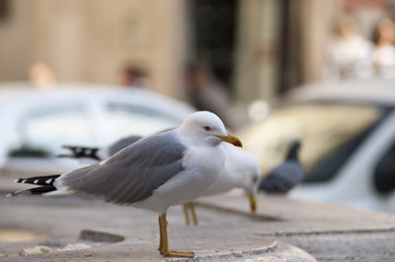 seagull on the fountain