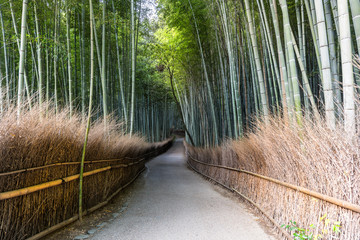 Bamboo forest path in japan