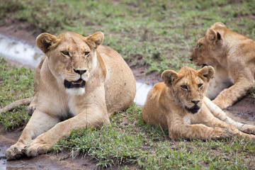 Fototapeta na wymiar Lioness on grass in Masai Mara Reserve, Kenya, Africa