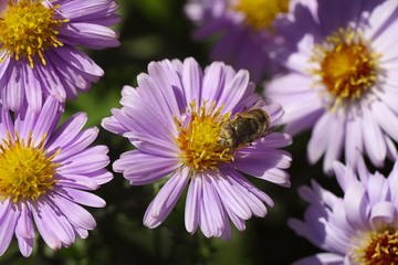 Fototapeta premium purple Chrysanthemums flowers with bee