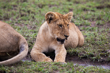 Obraz na płótnie Canvas female lion laying on green grass, Masai Mara Reserve, Kenya, Africa