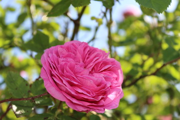 alte historische Rosa rugosa 'Thérèse Bugnet' 