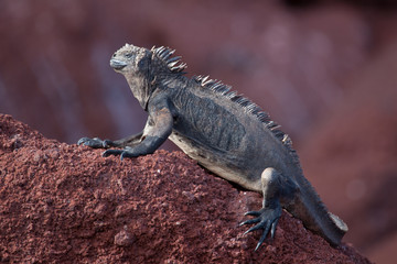 Marine iguana (Amblyrhynchus cristatus) on the brown volcano beach, Galapagos Islands, Ecuador