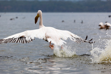 Fototapeta premium Great white pelican flying on the lake surface in Lake Narasha National Park, Kenya, Africa