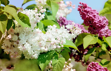 Beautiful lilac flowers