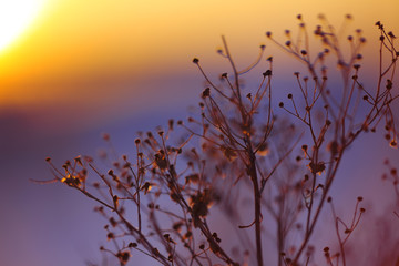 Winter Plant Silhouette at sunset