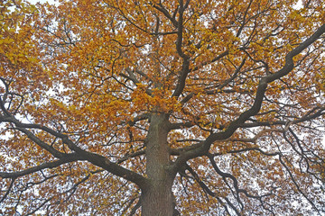 Golden oak tree at autumn season